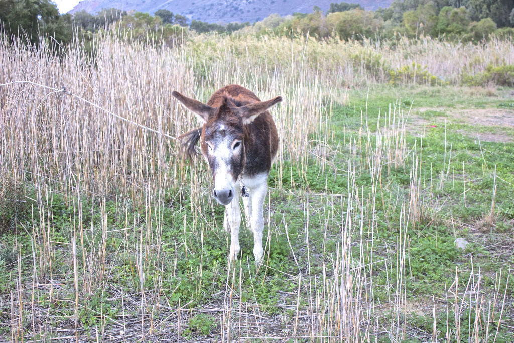 Hotellomtale: Apollonia hotell 5*, Kreta, Hellas